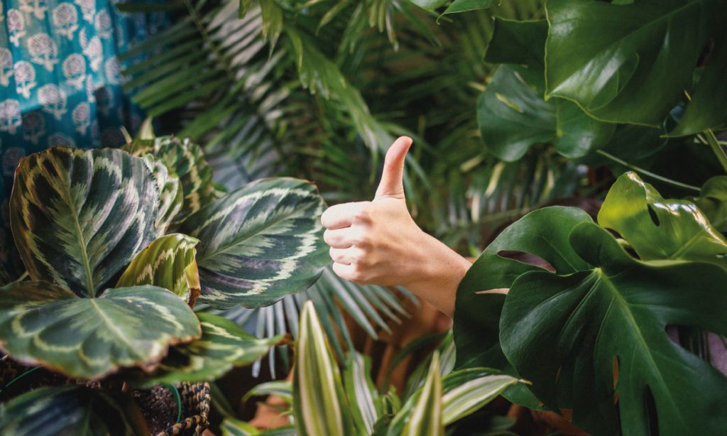 uk-home-improvement_How-to-Move-Plants-When-Moving-Home